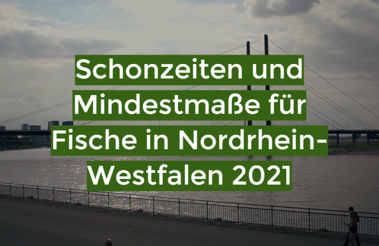 Schonzeiten und Mindestmaße für Fische in Nordrhein-Westfalen 2021